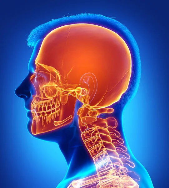Rendered Medically Accurate Illustration Highlighted Skull — Stock Photo, Image