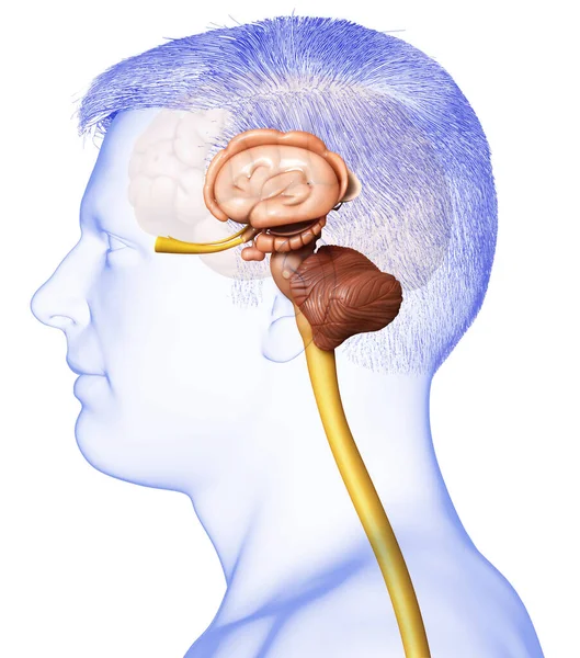 Renderizado Ilustración Médicamente Precisa Anatomía Del Cerebro Masculino — Foto de Stock