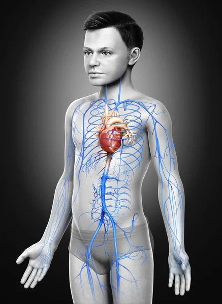3Dは 少年静脈解剖学の医学的に正確なイラストをレンダリングしました — ストック写真