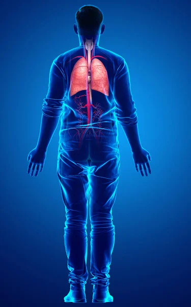 Weergegeven Medisch Nauwkeurige Illustratie Van Een Mannelijke Long Anatomie — Stockfoto