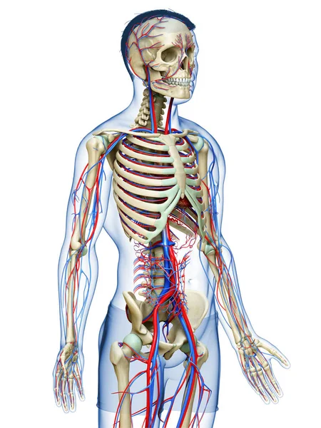 3Dは 男性の循環と骨格系の医学的に正確なイラストをレンダリングしました — ストック写真