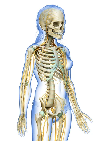Тривимірна Медично Точна Ілюстрація Нервової Системи Молодої Дівчини Скелетної Системи — стокове фото
