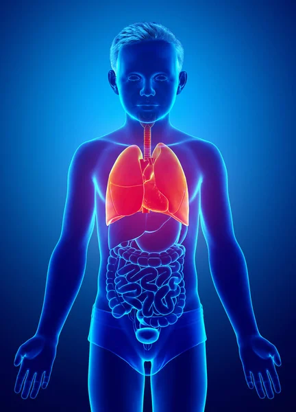 Renderizado Ilustración Médicamente Precisa Niño Joven Anatomía Pulmonar — Foto de Stock