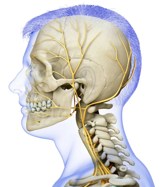 3D对男性头部神经系统和骨骼系统进行了准确的医学描述 — 图库照片
