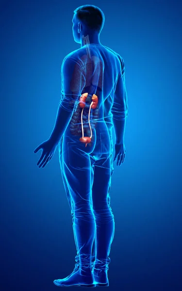 3Dレンダリングされた腎臓の医学的に正確なイラスト — ストック写真