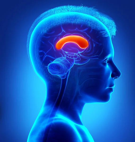Renderizado Ilustración Médicamente Precisa Joven Cerebro Anatomía Front Corpus —  Fotos de Stock