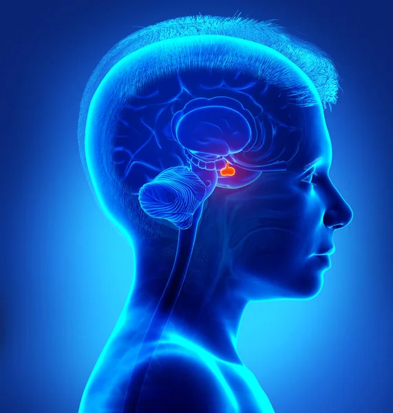 Рендеринг Медицинской Иллюстрации Мальчика Анатомия Мозга Pituitary Gland Поперечное Сечение — стоковое фото