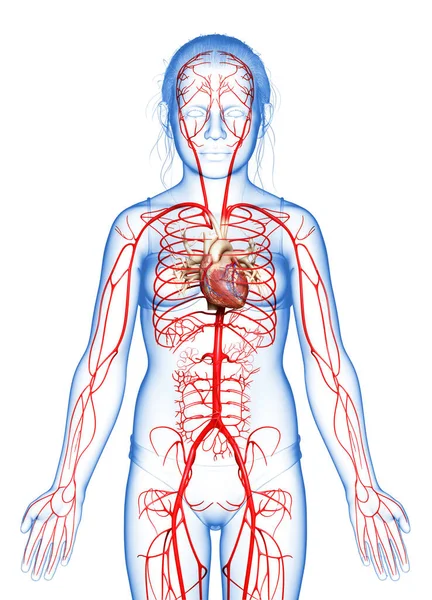 Renderizado Ilustración Médicamente Precisa Las Arterias Muchacha Joven — Foto de Stock