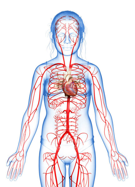 3d оказана медицинская точная иллюстрация молодой девушки артерии
