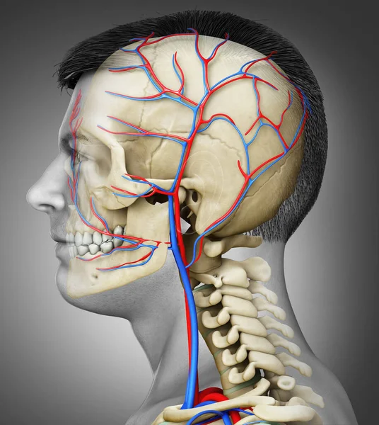 3Dは 男性の頭部循環と骨格系の医学的に正確なイラストをレンダリングしました — ストック写真