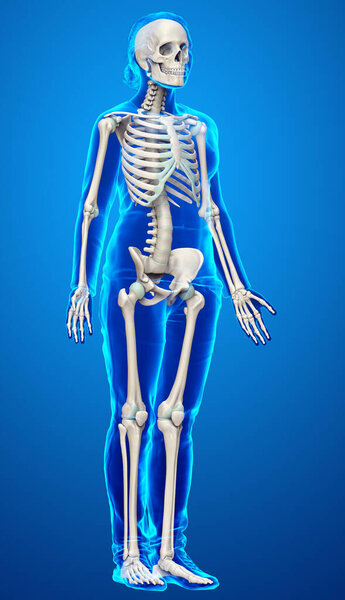 3d rendered, medically accurate illustration of a female skeleton system