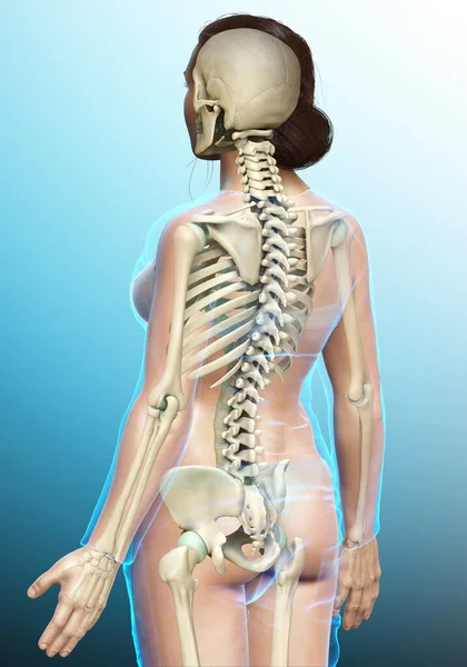 3D渲染的 医学上准确的女性骨骼系统图解 — 图库照片