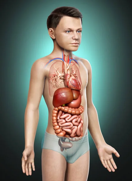 3Dは 男の子消化器系と心臓の医学的に正確なイラストをレンダリング — ストック写真