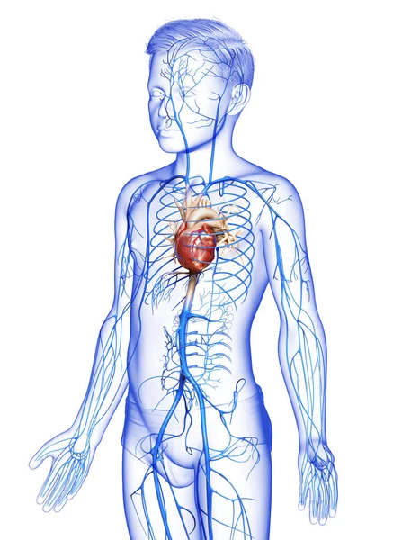 Renderowane Medycznie Dokładna Ilustracja Chłopca Żyły Anatomii — Zdjęcie stockowe