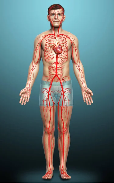 Renderowane Medycznie Dokładna Ilustracja Męskich Tętnic — Zdjęcie stockowe