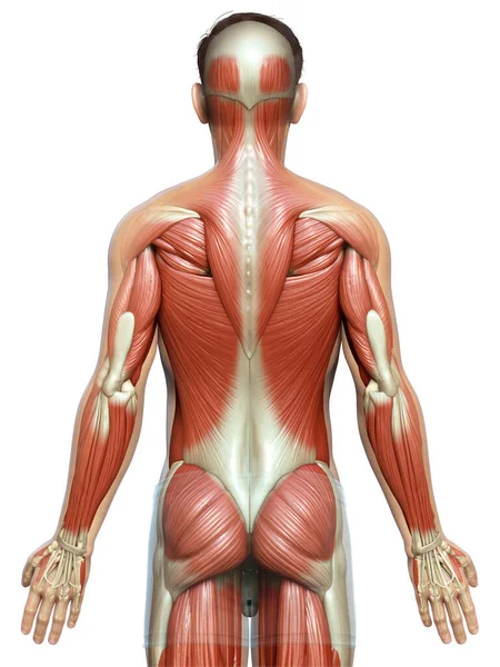 Rendered Medically Accurate Illustration Male Muscle System — Stock Photo, Image