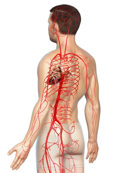 Gjorde Medicinskt Korrekt Illustration Manliga Artärer — Stockfoto