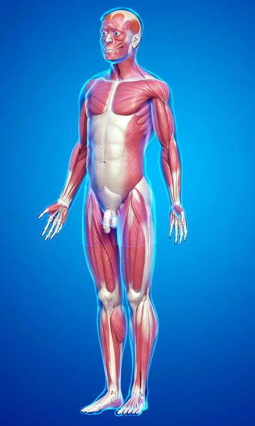 Renderizado Ilustração Medicamente Precisa Sistema Muscular Masculino — Fotografia de Stock