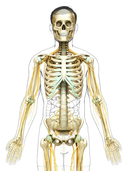 Ilustrarea Corectă Din Punct Vedere Medical Unui Sistem Nervos Masculin — Fotografie, imagine de stoc