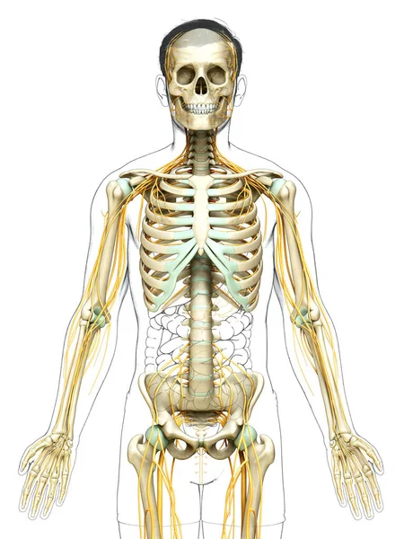 Gerenderte Medizinisch Korrekte Darstellung Eines Männlichen Nervensystems — Stockfoto
