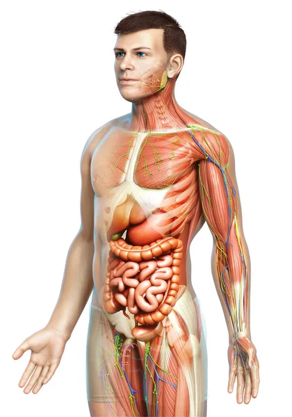 Rendered Medically Accurate Male Anatomy — Stock Photo, Image