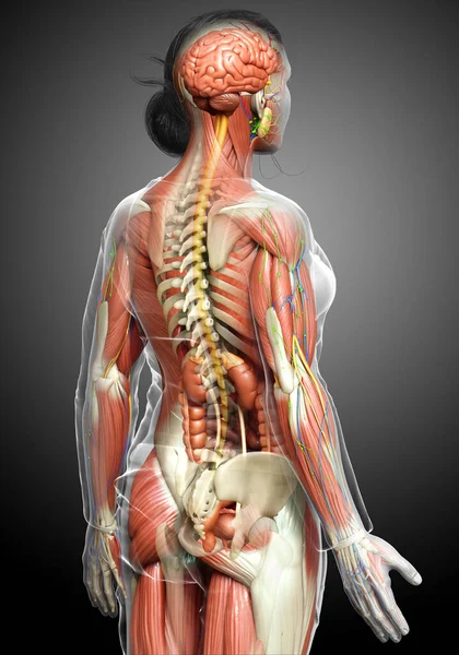 Medisch Accuraat Gemaakt Van Vrouwelijke Anatomie — Stockfoto