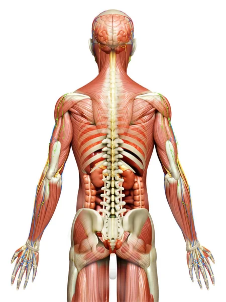 Rendered Medically Accurate Male Anatomy — Stock Photo, Image