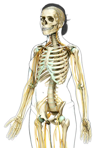Gerenderte Medizinisch Genaue Darstellung Des Weiblichen Nervensystems Und Skelettsystems — Stockfoto