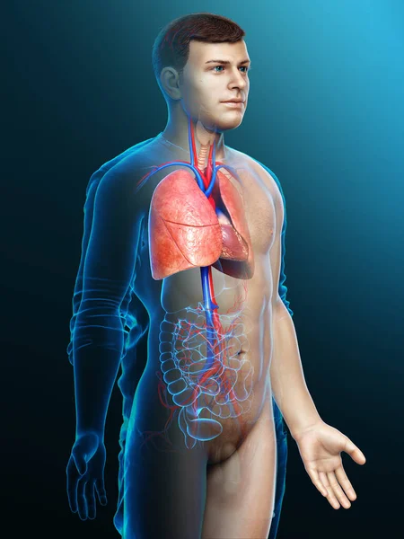 Gerenderte Medizinisch Korrekte Darstellung Einer Männlichen Lungenanatomie — Stockfoto