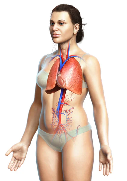 Weergegeven Medisch Nauwkeurige Illustratie Van Een Vrouwelijke Long Anatomie — Stockfoto