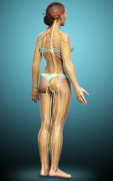 Rendered Medically Accurate Illustration Female Nervous System — Stock Photo, Image