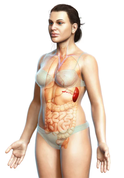 Gerenderte Medizinisch Korrekte Darstellung Einer Weiblichen Milz Anatomie — Stockfoto