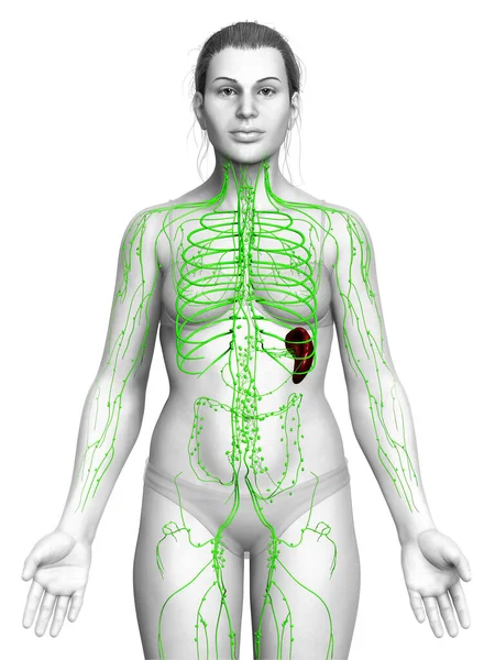 Renderowane Medycznie Dokładna Ilustracja Żeńskiego Układu Limfatycznego — Zdjęcie stockowe