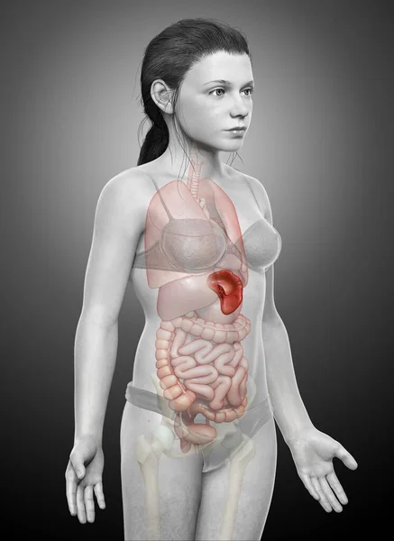 Weergegeven Medisch Nauwkeurige Illustratie Van Een Jong Meisje Milt Anatomie — Stockfoto