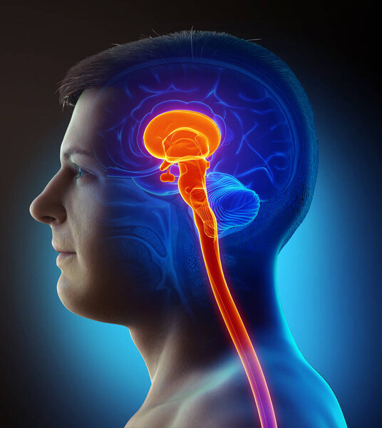 3D рендеринг медицинской иллюстрации ствола мозга 