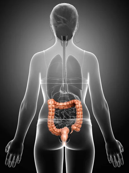 Reso Illustrazione Clinicamente Accurata Dell Anatomia Femminile Dell Intestino Crasso — Foto Stock