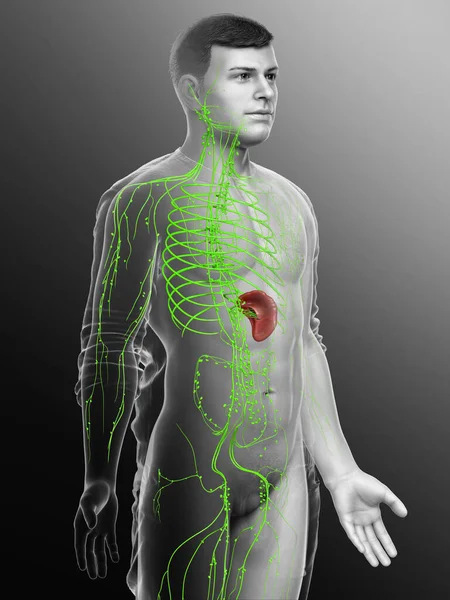 3d rendered medically accurate illustration of a male lymphatic system