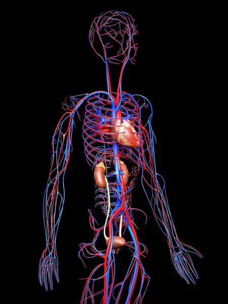 Utförd Medicinskt Korrekt Illustration Njurarna Och Cirkulationssystemet — Stockfoto