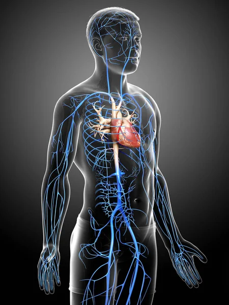 Rendu Illustration Médicalement Précise Une Anatomie Des Veines Mâles — Photo