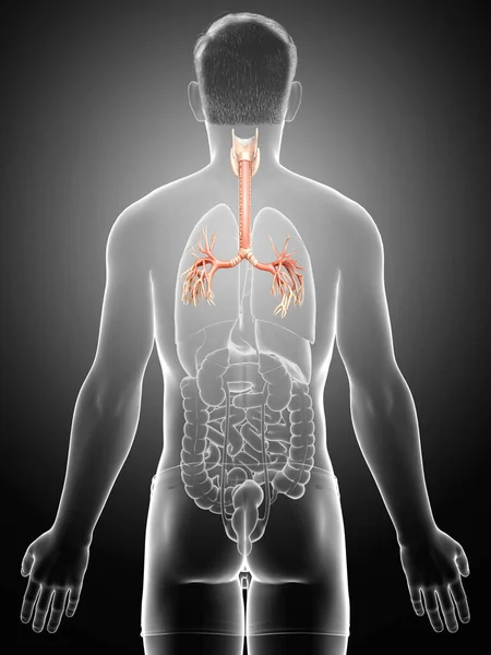 Solunum Sistemi Nin Gırtlak Soluk Borusu Bronşunun Boyutlu Çizimi — Stok fotoğraf