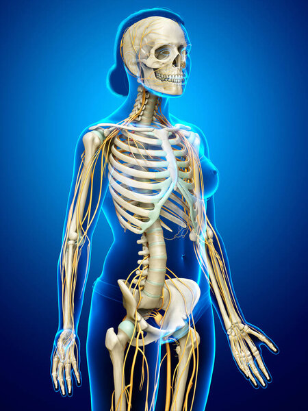 3d rendered medically accurate illustration ofa female nervous system and skeleton system