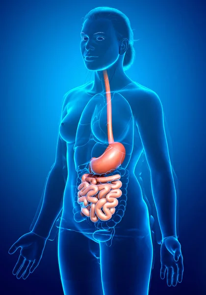 Renderizado Ilustração Medicamente Precisa Estômago Feminino Intestino Delgado — Fotografia de Stock