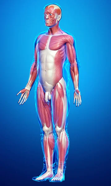 3Dは男性の筋肉系の医学的に正確なイラストをレンダリングしました — ストック写真