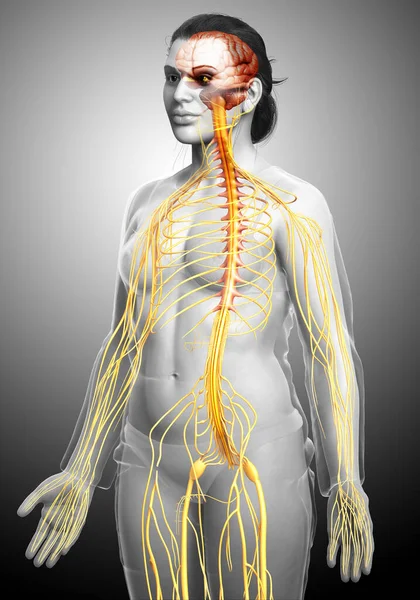 Renderizado Ilustración Médicamente Precisa Sistema Nervioso Femenino — Foto de Stock