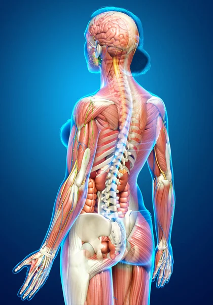 Darstellung Der Weiblichen Anatomie Medizinisch Korrekt — Stockfoto