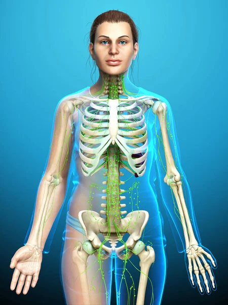 Оказана Медицинская Точная Иллюстрация Женской Лимфатической Системы — стоковое фото