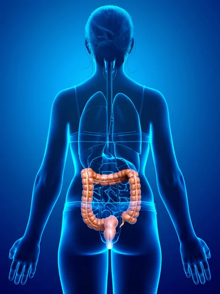 3Dレンダリング 女性の大腸解剖学の医学的に正確なイラスト — ストック写真