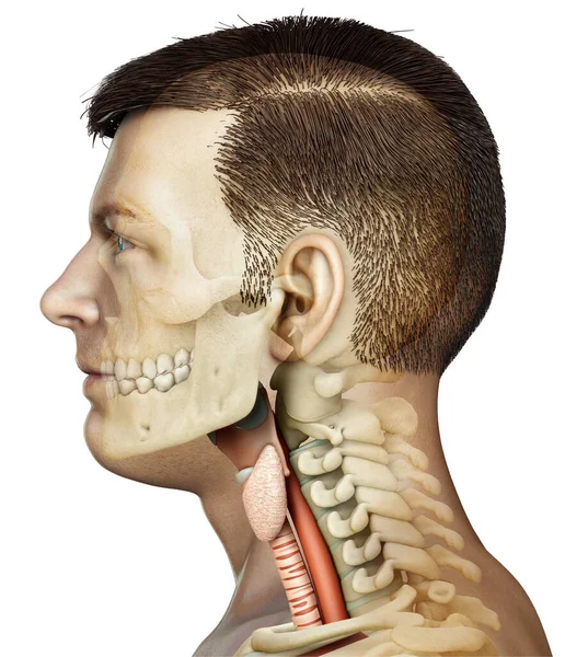 Kadın Gırtlak Anatomisini Tıbben Doğru Gösteriyor — Stok fotoğraf