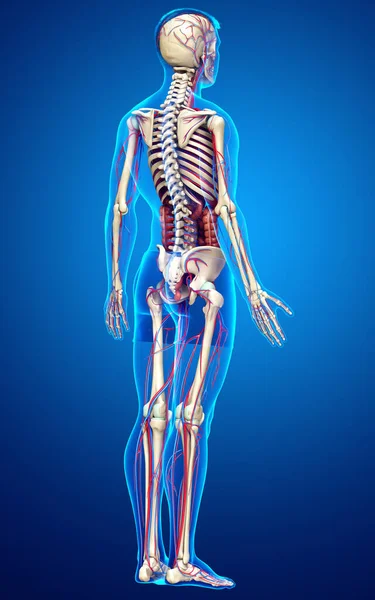 Gerenderte Medizinisch Korrekte Darstellung Der Männlichen Inneren Organe Des Skeletts — Stockfoto