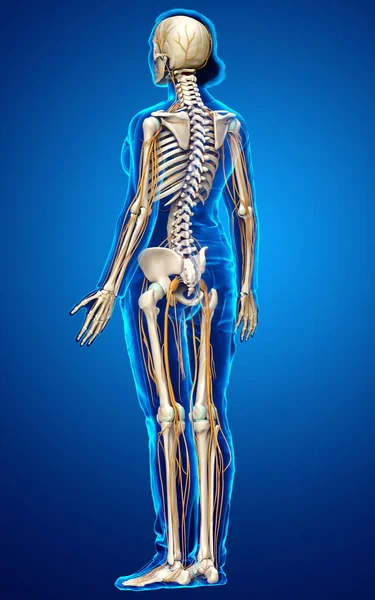 Renderizado Ilustración Médicamente Precisa Sistema Nervioso Esqueleto Femenino — Foto de Stock